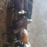 بره شیری