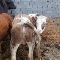 گوساله سمینتال ماده