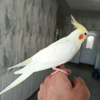 جفت عروس پاریس لوتینو