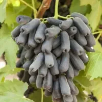 بدون نیاز به تعریف گلدانی اصل