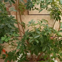 درختچه شفلرا بسیار زیبا و سرحال