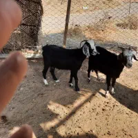 بز .فوق|حیوانات مزرعه|کوزران, |دیوار