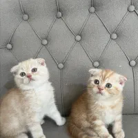 گربه اسکاتیش