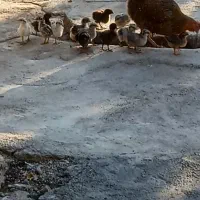 مرغ