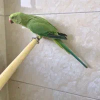 طوطی معاوضه