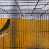 قناری سبز نرمست مست