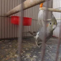 عروس هلندی