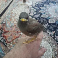 جوجه مینا