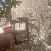 جفت گاه کبوتر.مرغ