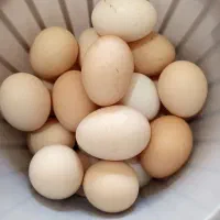 تخم مرغ نطفه دار