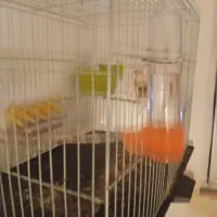 معاوضه با پرنده