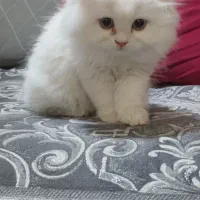 توله گربه ی بریتیش دوماهه