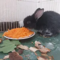 خرگوش باهوش