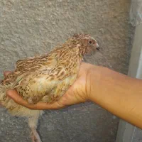 بلدرچین نر