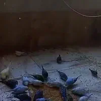 مرغ عشق و فنگ