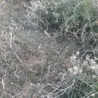 بره نرچاق