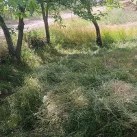 علوفه