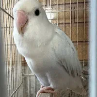 یک جفت کوتوله