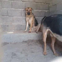 واگذاری توله سگ ژرمن