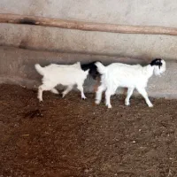 بزغاله دوقلو