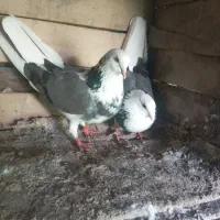 پرنده|پرنده|کوثر, |دیوار