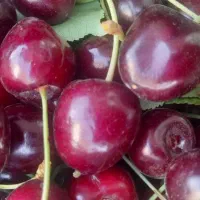 گیلاس خشک