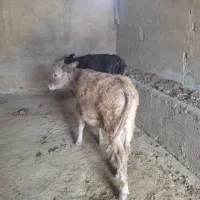 دو عدد گوساله نر
