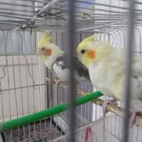 عروسک عروس هلندی