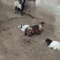 دو عدد بز جوان با بزغاله