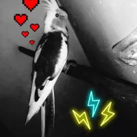 عروس هلندی|پرنده|خان ببین, |دیوار