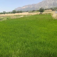 نشا شلتوک