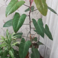 گل فیلودندرون