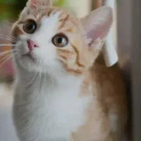 امتیاز ویژه