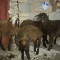 بره نر ماده
