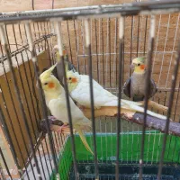 عروس هلندی