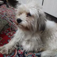 سگ. خانگی