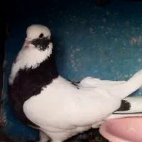 کبوتر