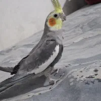 عروس هلندی نر