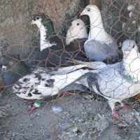 ۲۰عدد کبوتر بوم رنگه همگی پرشی و جفتگاه با ضمانت