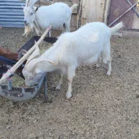 گوسفند بز بره میش قوچ