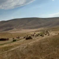 فروش علف