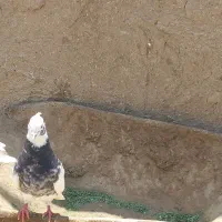 کبوتر طوقی