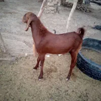 تروشت