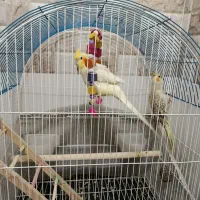 عروس هلندی نر و ماده