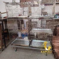 فقس پرنده قناری فنچ راهب