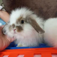 خرگوش های کوچولوی خانگی تروتمیزو باهوش