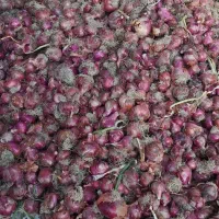 پیازقرمز تازه تازه