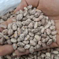 فروش لوبیا چیتی