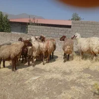 میش|حیوانات مزرعه|خرم‌آباد, |دیوار