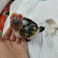 پرنده طوطی کانور خورشیدی سرلاکی